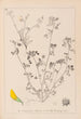 Herbier de la flore française Pl0288 - Louis Antoine Cusin — widok dzieła