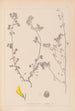 Herbier de la flore française Pl0289 - Louis Antoine Cusin — widok dzieła
