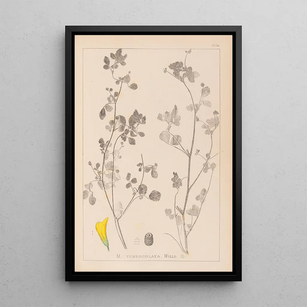Louis Antoine Cusin - Herbier de la flore franaise Pl0291.webp