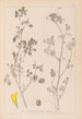 Herbier de la flore française Pl0291 - Louis Antoine Cusin — widok dzieła
