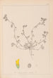 Herbier de la flore française Pl0293 - Louis Antoine Cusin — widok dzieła