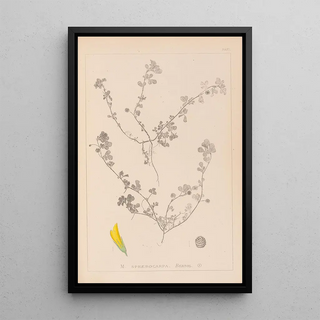 Louis Antoine Cusin - Herbier de la flore franaise Pl0294.webp