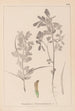 Herbier de la flore française Pl0295 - Louis Antoine Cusin — widok dzieła