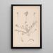 Herbarium francuskiej flory Pl0296 - Louis Antoine Cusin — oprawiony obraz na ścianie