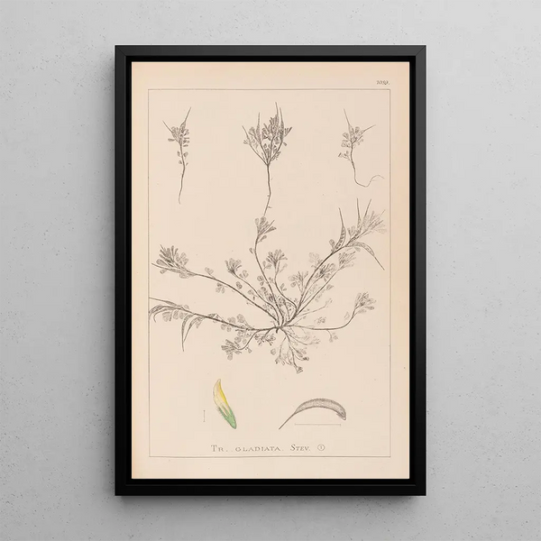 Louis Antoine Cusin - Herbier de la flore franaise Pl0296.webp