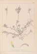 Herbarium francuskiej flory Pl0296 - Louis Antoine Cusin — widok dzieła