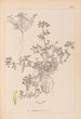 Herbarium francuskiej flory Pl0297 - Louis Antoine Cusin — widok dzieła