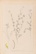 Herbier de la flore française Pl0298 - Louis Antoine Cusin — widok dzieła
