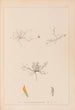 Herbier de la flore française Pl0299 - Louis Antoine Cusin — widok dzieła