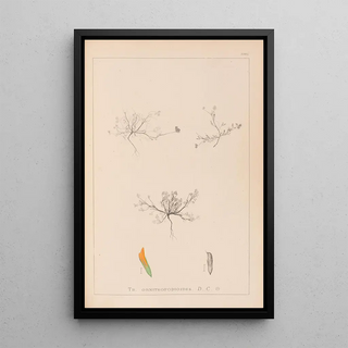Louis Antoine Cusin - Herbier de la flore franaise Pl0299.webp