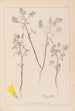 Herbier de la flore française Pl0300 - Louis Antoine Cusin — widok dzieła