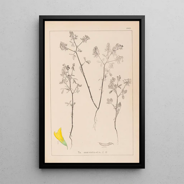 Louis Antoine Cusin - Herbier de la flore franaise Pl0300.webp