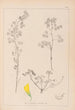 Herbier de la flore française Pl0301 - Louis Antoine Cusin — widok dzieła