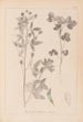 Herbier de la flore française Pl0302 - Louis Antoine Cusin — widok dzieła