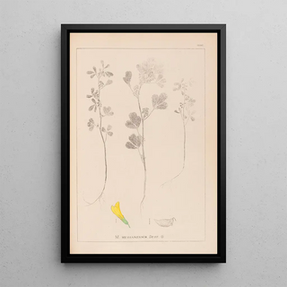 Louis Antoine Cusin - Herbier de la flore franaise Pl0303.webp