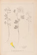 Herbier de la flore française Pl0303 - Louis Antoine Cusin — widok dzieła