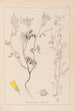 Herbier de la flore française Pl0304 - Louis Antoine Cusin — widok dzieła