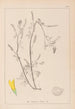 Herbier de la flore française Pl0305 - Louis Antoine Cusin — widok dzieła