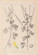 Herbier de la flore française Pl0306 - Louis Antoine Cusin — widok dzieła