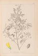 Herbier de la flore française Pl0307 - Louis Antoine Cusin — widok dzieła