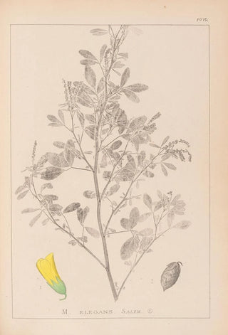 Louis Antoine Cusin - Herbier de la flore franaise Pl0307.webp
