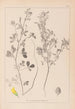 Herbier de la flore française Pl0308 - Louis Antoine Cusin — widok dzieła