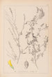 Herbier de la flore française Pl0310 - Louis Antoine Cusin — widok dzieła