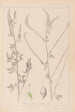 Herbier de la flore française Pl0311 - Louis Antoine Cusin — widok dzieła
