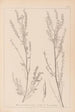 Herbier de la flore française Pl0312 - Louis Antoine Cusin — widok dzieła