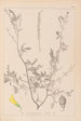 Herbier de la flore française Pl0313 - Louis Antoine Cusin — widok dzieła
