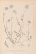Herbier de la flore française Pl0314 - Louis Antoine Cusin — widok dzieła