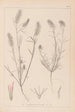 Herbier de la flore française Pl0315 - Louis Antoine Cusin — widok dzieła