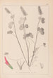 Herbier de la flore française Pl0316 - Louis Antoine Cusin — widok dzieła