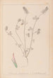 Herbier de la flore française Pl0317 - Louis Antoine Cusin — widok dzieła