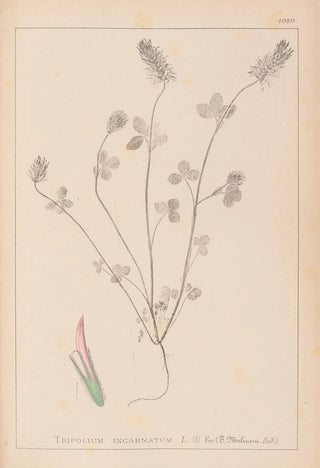 Louis Antoine Cusin - Herbier de la flore franaise Pl0317.webp