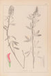 Herbier de la flore française Pl0318 - Louis Antoine Cusin — widok dzieła