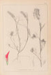 Herbier de la flore française Pl0319 - Louis Antoine Cusin — widok dzieła