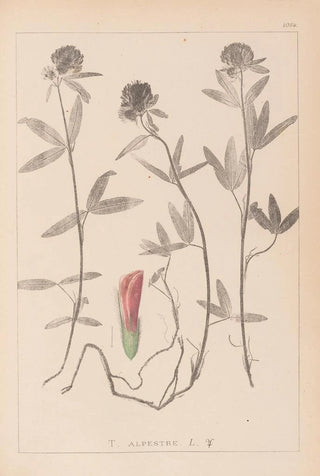 Louis Antoine Cusin - Herbier de la flore franaise Pl0320.webp