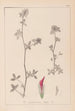 Herbier de la flore française Pl0322 - Louis Antoine Cusin — widok dzieła