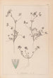 Herbier de la flore française Pl0323 - Louis Antoine Cusin — widok dzieła