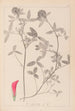Herbier de la flore française Pl0324 - Louis Antoine Cusin — widok dzieła