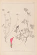 Herbier de la flore française Pl0325 - Louis Antoine Cusin — widok dzieła