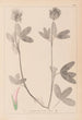 Herbier de la flore française Pl0326 - Louis Antoine Cusin — widok dzieła