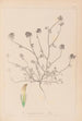 Herbier de la flore française Pl0327 - Louis Antoine Cusin — widok dzieła