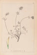 Herbier de la flore française Pl0328 - Louis Antoine Cusin — widok dzieła