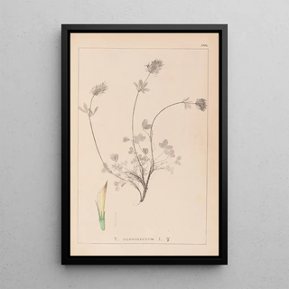 Louis Antoine Cusin - Herbier de la flore franaise Pl0328.webp