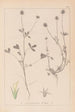 Herbier de la flore française Pl0329 - Louis Antoine Cusin — widok dzieła