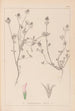 Herbier de la flore française Pl0330 - Louis Antoine Cusin — widok dzieła