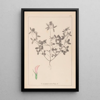 Louis Antoine Cusin - Herbier de la flore franaise Pl0331.webp