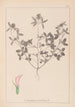 Herbier de la flore française Pl0331 - Louis Antoine Cusin — widok dzieła